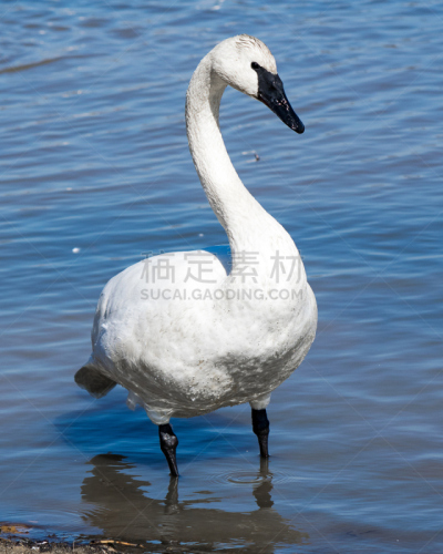 天鹅,河岸,白色,自然,垂直画幅,水,美,野生动物,美国,无人