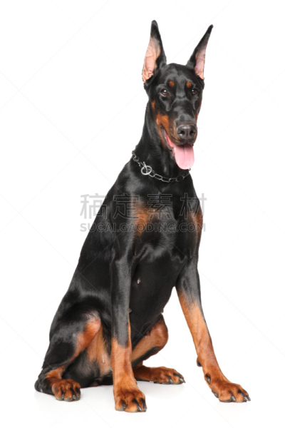 杜宾犬,幼小动物,白色背景,刚毛小猛犬,垂直画幅,褐色,纯种犬,肖像,小狗,坐