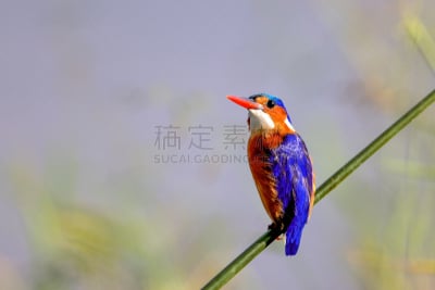 孔雀蓝翠鸟,枝,孔雀石,水平画幅,鸟类,尖利,野外动物,白色,芦苇,一个物体