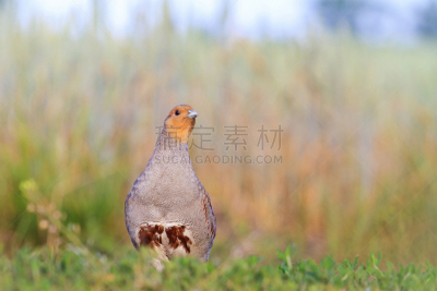田地,山鹑,灰色,小麦,水平画幅,雪,鸟类,巨大的,灰山鹑,草