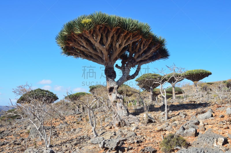 龙血树,索科特拉岛,高原,也门,自然,水平画幅,山,无人,摄影,树