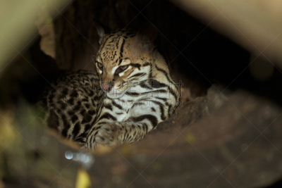 南美洲虎猫,南美,水平画幅,猫,家畜,小胡子,美洲,腮须,摄影