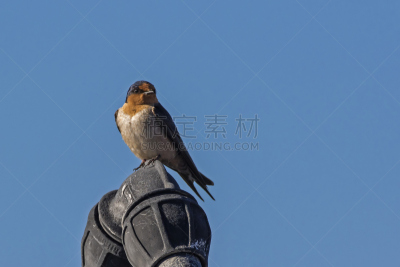 燕子,白色,脆弱,长的,金属质感,图像,日光,小的,鸟类,无人
