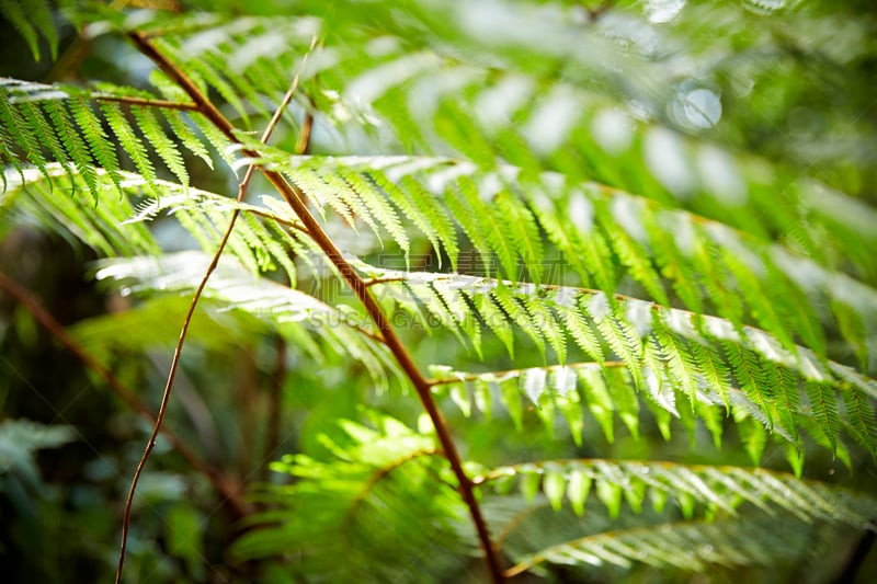 Rainforest on Mt Kilimanjaro