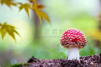 有毒生物体,蘑菇,森林,毒蝇菇,公园,水平画幅,无人,夏天,草,斑驳的