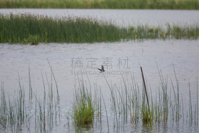 谷仓,湖,地形,燕子,自然美,海滩,家燕,湖岸,沼泽,杆