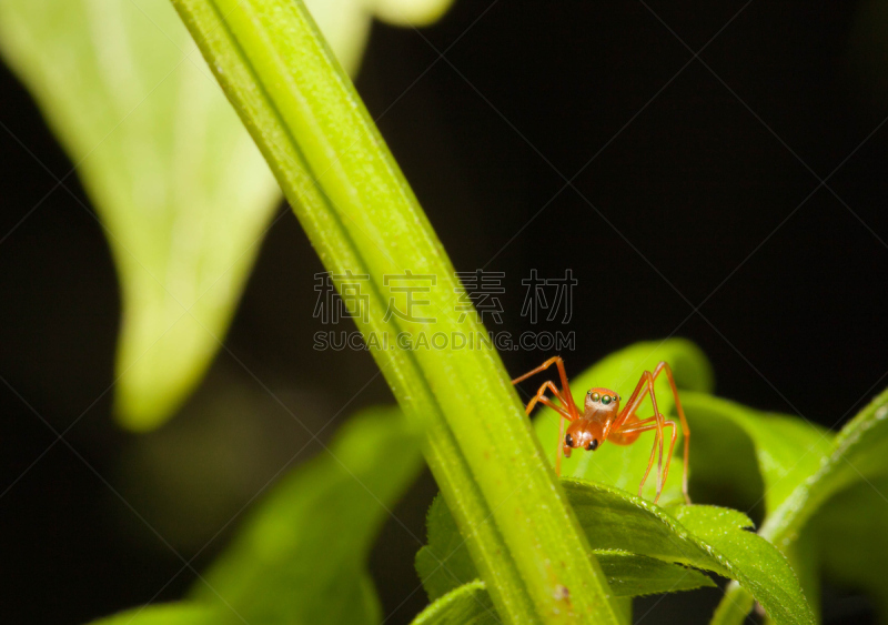 自然,蜘蛛,织工蚁,蚂蚁,黄蚁蛛,野生动物,水平画幅,无人,蜘蛛纲,特写