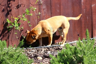 多样,狗,纯种犬,正面视角,catahoula leopard dog,美国,水平画幅,注视镜头,小的,可爱的