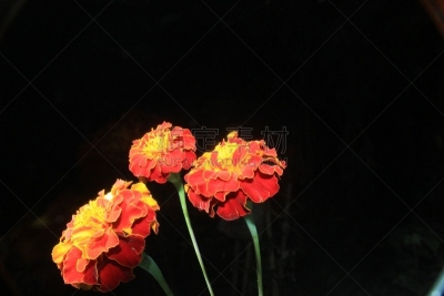 万寿菊,非凡的,黑色背景,商务,玫瑰,一个人,火红色百合,八仙花属,马蹄莲,草夹竹桃属