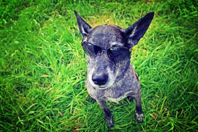 灰色,太阳镜,牧羊犬,爱斯基摩犬,牛头梗,宠物项圈,斗牛犬,动物耳朵,个人随身用品,美