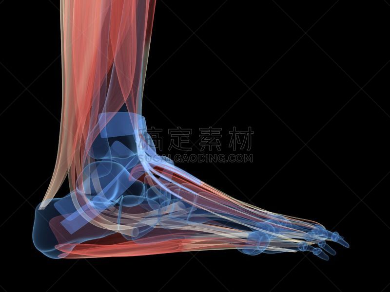 足,韧带,运动竞赛,四肢,腓骨,水平画幅,人类肌肉,腿,生物学