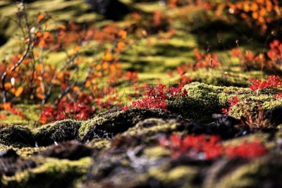 苔藓,冰岛国,水平画幅,瀑布,小丘,无人,火山地形,户外,地衣,雷克雅未克