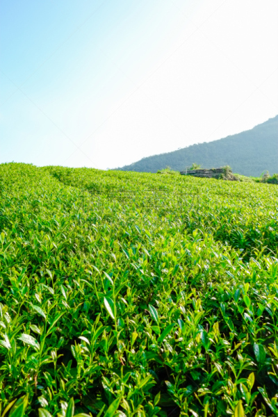 乌龙茶,天空,茶树,花蕾,山,叶子,种植园,蓝色,有机食品,太阳