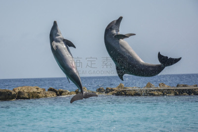 海豚,加勒比海,威来斯得,库拉索,大西洋白脊豚,潜水挡板,水,智慧,野外动物,动物鳍