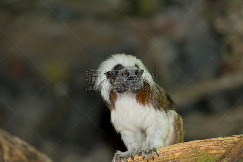 cotton-top tamarin,水平画幅,小的,可爱的,无人,猴子,绢毛猴,热带雨林,野外动物,户外