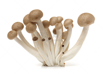 褐色,山毛榉树,蘑菇,白色背景,水平画幅,孢子,素食,无人,姬菇,组物体