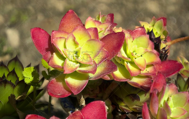 Echeveria Elegans