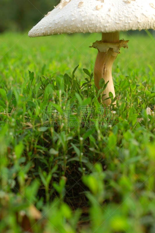 草,蘑菇,鸭舌帽,横截面,普通马勃,芽痕,马勃菇,毒蝇菇,难嚼的,毒蘑菇