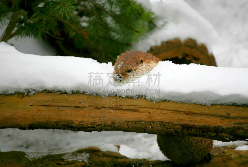 水獭,自然,野生动物,水平画幅,雪,湿,人,野外动物,户外,北美河獭
