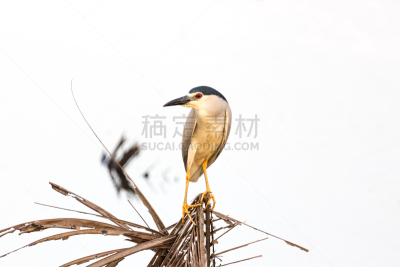 水,鸟类,海鸥,喀拉拉邦,水平画幅,蓝色,柯玛拉可姆,特写,棕榈树,岛
