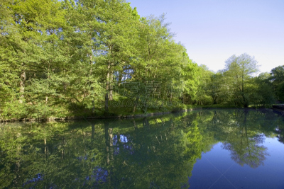 forest of dean,英国,格洛斯特郡,美,公园,水平画幅,枝繁叶茂,英格兰,户外,树林