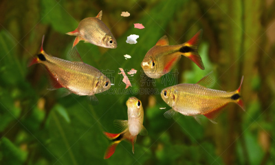 水族馆,脂鲤,鱼类,食品,昆虫群,干燥食品,水,倒钩,热带鱼,水平画幅