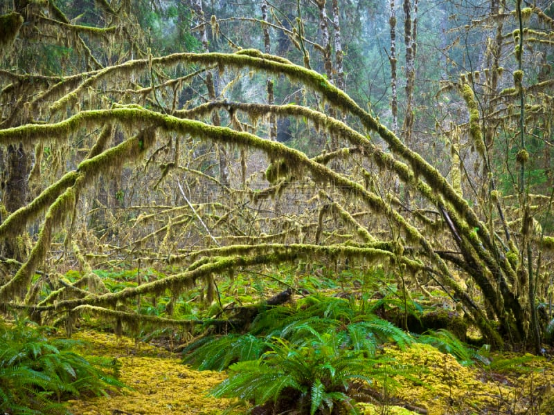 可可雨林,奥林匹克国家公园,蕨类,苔藓,美国西加云杉树,奥林匹克山,美国西北太平洋地区,自然,华盛顿州,图像