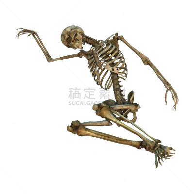 人类骨架,白色,三维图形,无人,死的,绘画插图,人,科学,健康保健