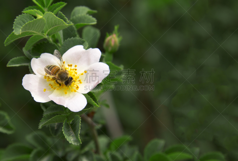 仅一朵花,蜜蜂,蔷薇果,枝繁叶茂,提举,异国情调,想法,白色,蜂王,植物学