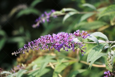 紫色,醉鱼草,蛇头草,水平画幅,秋天,无人,道格拉斯猴子花,夏天,品红色,特写