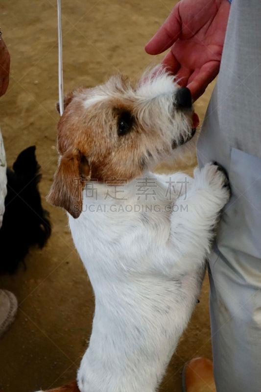 狗,杰克拉瑟短腿犬,狗链,动物保护,训服,可爱的,纯种犬,梗犬,宠物项圈,浪漫