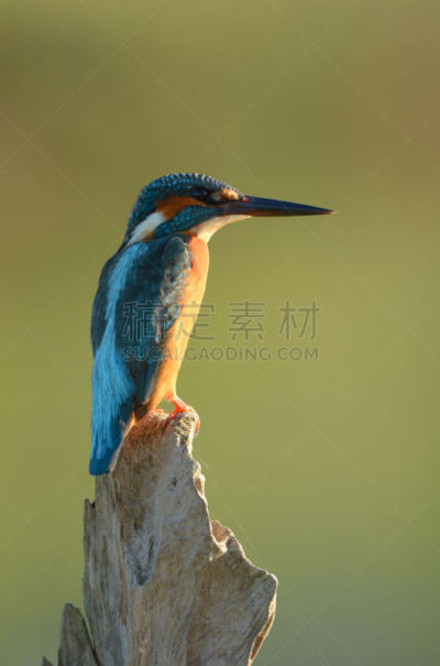 翠鸟,小的,枝,绿色背景,可爱的,野生动物,泰国,动物,鸟类,人的眼睛