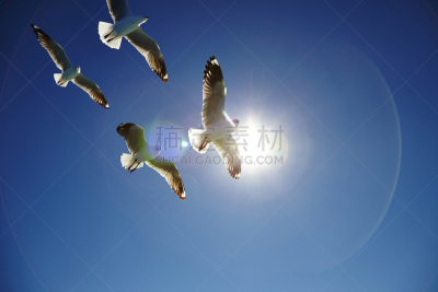 澳大利亚,水平画幅,鸟类,阿德莱德市,旅行者,户外,草,南澳大利亚,喙