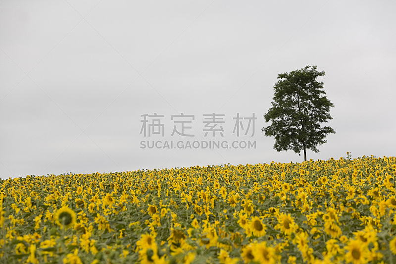 农场,留白,水平画幅,无人,夏天,田地,植物,彩色图片,黄色,多云