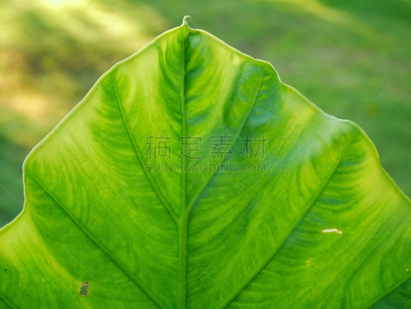 植物,叶子,象,人的耳朵,农业,热带气候,泰国,枝繁叶茂,马蹄莲,热带树