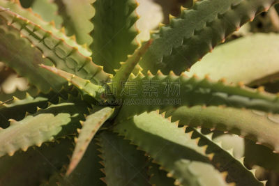 芦荟,coral aloe,多叶芦荟;螺旋芦荟,wild aloe,植物大小,卡麦尔,植物类型,叶状图案,蒙特利半岛,蒙特利