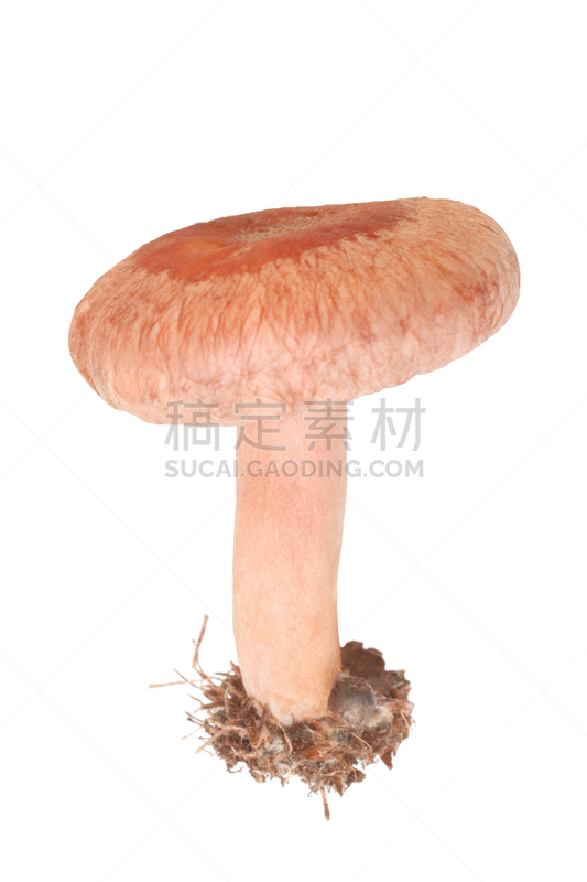 蘑菇,羊毛,垂直画幅,饮食,无人,有机食品,生食,白色背景,瓷样伞菇,背景分离