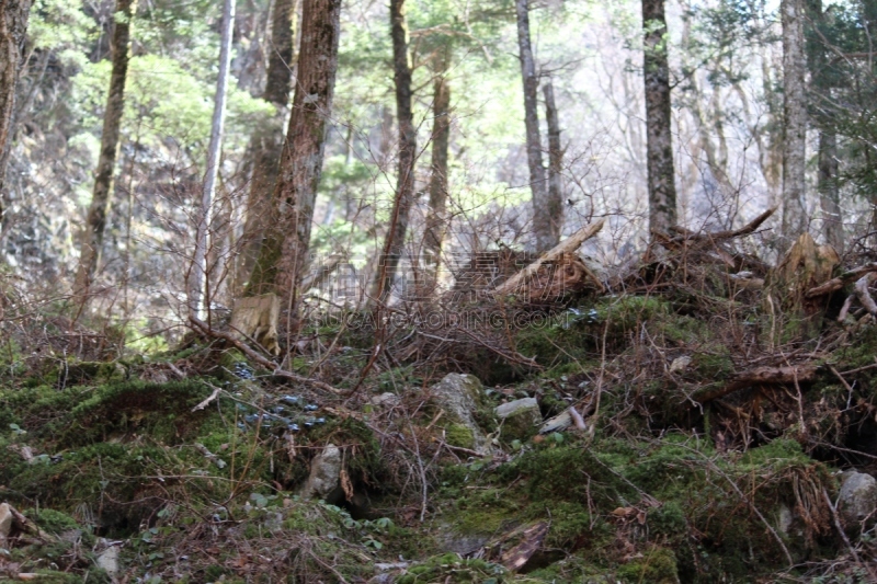 森林,梓川,松本,长野县,自然,里山,水平画幅,地形,秋天,日本阿尔卑斯山脉