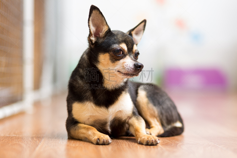 爪子,toy terrier,动物背脊,成年的,正下方视角,褐色,水平画幅,面部扭曲,梗犬,家庭生活