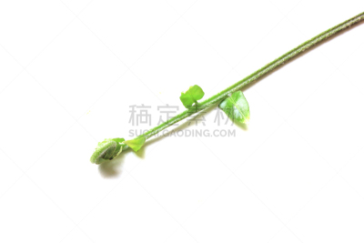 蕨类,枝,白色,分离着色,自然,水平画幅,无人,热带树,白色背景,热带雨林