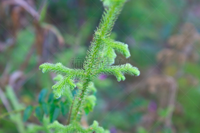自然,森林,蕨类,抽象,石松科,营养阶段,水平画幅,林区,无人,苔藓