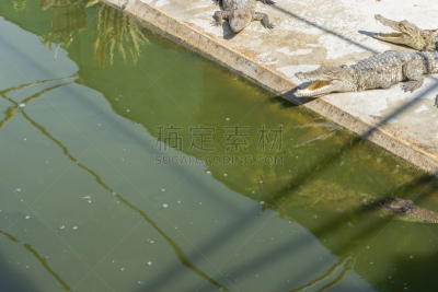 鳄鱼,绿色,池塘,水平画幅,巨大的,湿,户外,湖,泰国,淡水