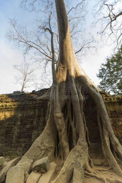 吴哥,塔布笼寺,石墙,高棉文明,垂直画幅,纪念碑,古代文明,灵性,墙,柬埔寨