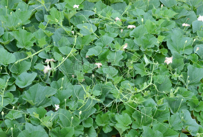 有蔓植物,南瓜,易腐,水平画幅,葫芦,食品杂货,无人,生食,特写,南瓜属