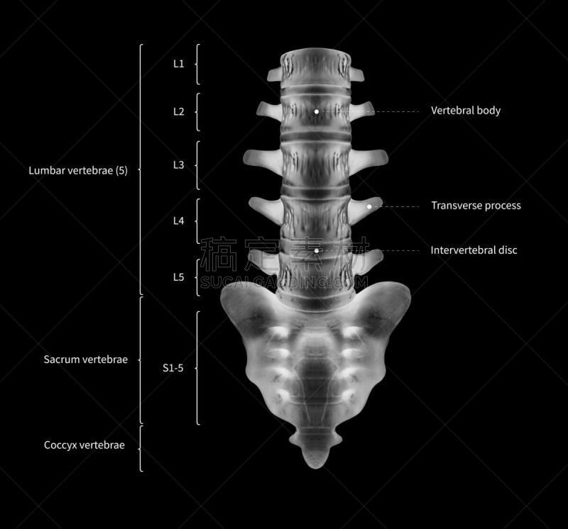 脊柱,人,图表,骨骼,黑白图片,信息图表,骶骨,,教育