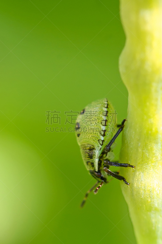 green shield bug,幼虫,盾蝽,臭,垂直画幅,动物身体部位,夏天,户外,特写,柔焦