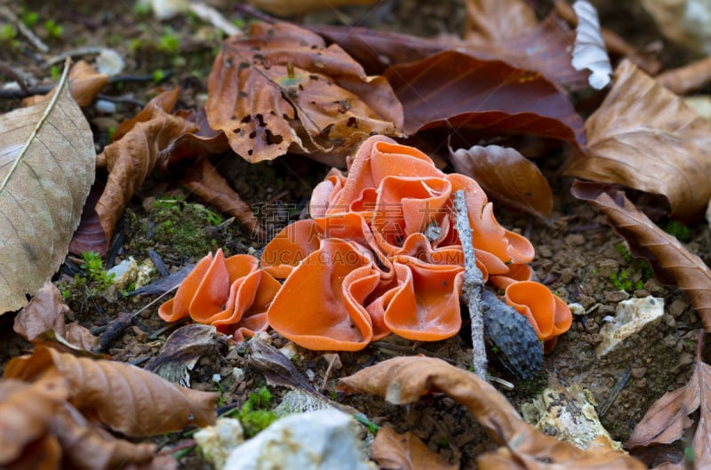 orange peel fungus