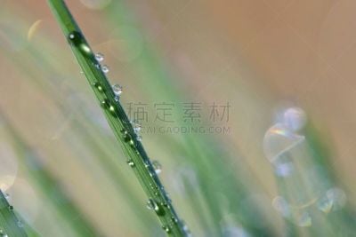 草,绿色,背景,自然,自然美,春天,露水,春湾,枝繁叶茂,早晨