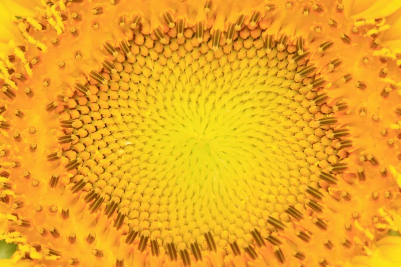 花柱头花粉 花柱头花粉图片 花柱头花粉素材下载 稿定素材 花柱头花粉 花柱头花粉图片 花柱头花粉素材下载 稿定素材