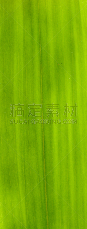 特写,叶子,竹子,平视角,极限运动,维管束,光合作用,叶脉,垂直画幅,形状